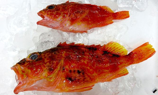見かけ通り中身も美味しいアヤメカサゴ 横浜丸魚株式会社