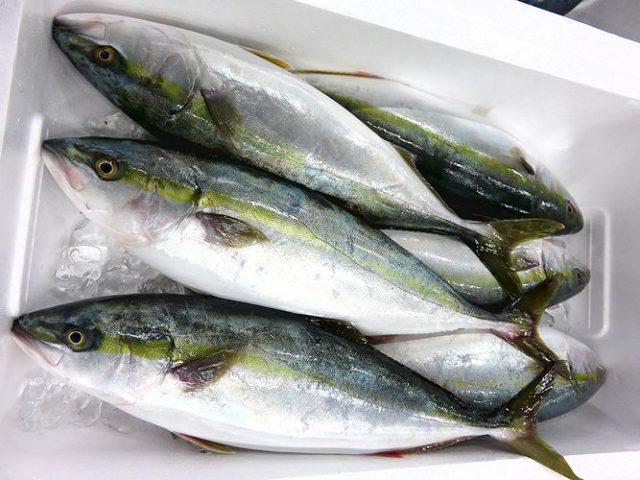 わざと曲げていないですよ ブリとヒラマサの見分け方 横浜丸魚株式会社