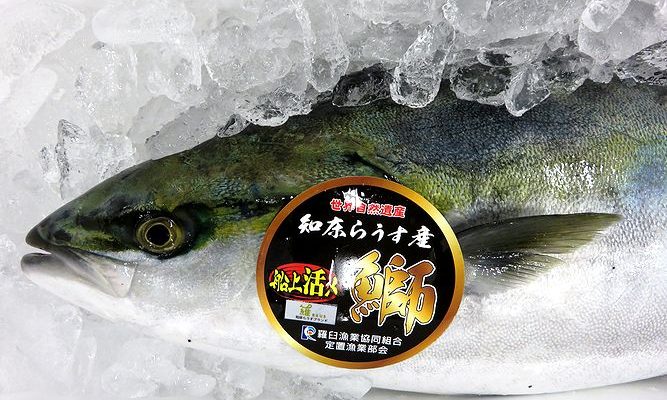 かつてブリは 北海道では馴染がなかったそうです 横浜丸魚株式会社