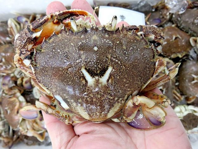 味噌汁でいきましょうか ヒラツメガニ 横浜丸魚株式会社 味噌汁でいきましょうか ヒラツメガニ 横浜丸魚株式会社