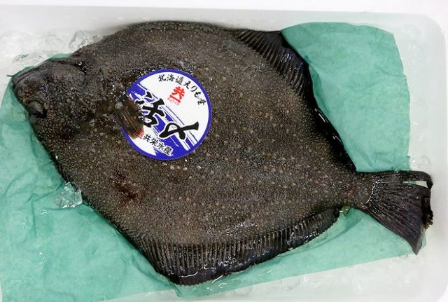 名前はマイナーだけど 味はメジャー級 サメガレイ 横浜丸魚株式会社