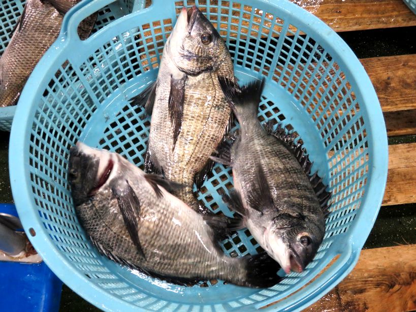 サカナのヒレには要注意！ | 横浜丸魚株式会社