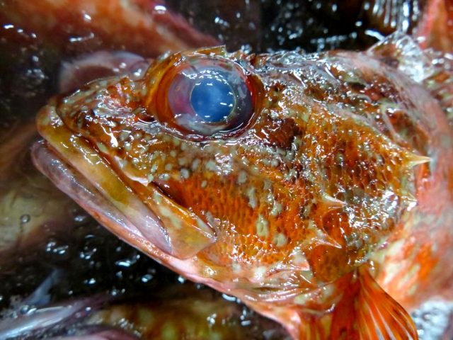 カサゴはなぜ色が違うの 横浜丸魚株式会社 カサゴはなぜ色が違うの 横浜丸魚株式会社
