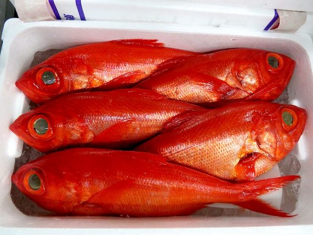これからは千葉の釣りキンだね 横浜丸魚株式会社 これからは千葉の釣りキンだね 横浜丸魚株式会社