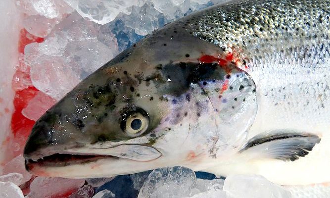 ノルウェー空輸のアトランティックサーモン 横浜丸魚株式会社 ノルウェー空輸のアトランティックサーモン 横浜丸魚株式会社