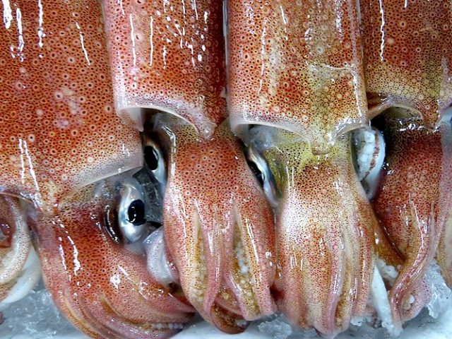 イカをよく噛んで食べると 横浜丸魚株式会社