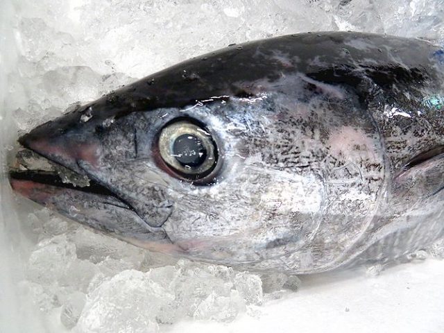 メジマグロは不味いの 美味しいの 横浜丸魚株式会社 メジマグロは不味いの 美味しいの 横浜丸魚株式会社