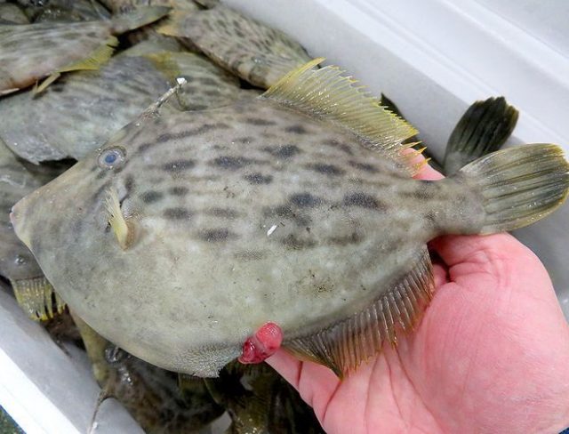 カワハギの肝の秘密 横浜丸魚株式会社