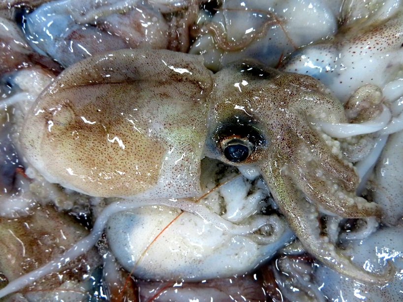 イカなの タコなの ボウズイカ 横浜丸魚株式会社 イカなの タコなの ボウズイカ 横浜丸魚株式会社