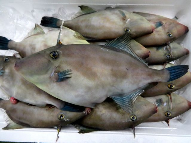 エチゼンクラゲの天敵 ウマズラハギ 横浜丸魚株式会社