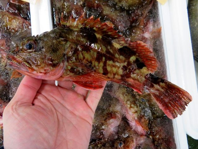 魚に合わせた料理を考えましょう 今が旬のカサゴ 横浜丸魚株式会社