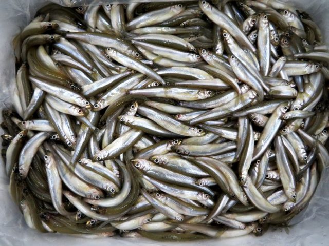 公魚 ちゃんと わかさぎ と読めますか 横浜丸魚株式会社 公魚 ちゃんと わかさぎ と読めますか 横浜丸魚株式会社