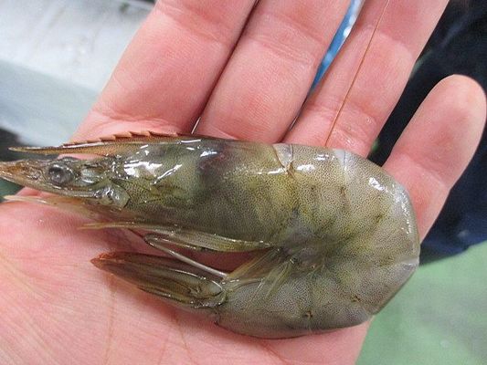 ハワイの食材が入荷 カウアイシュリンプは美味いのか 横浜丸魚株式会社