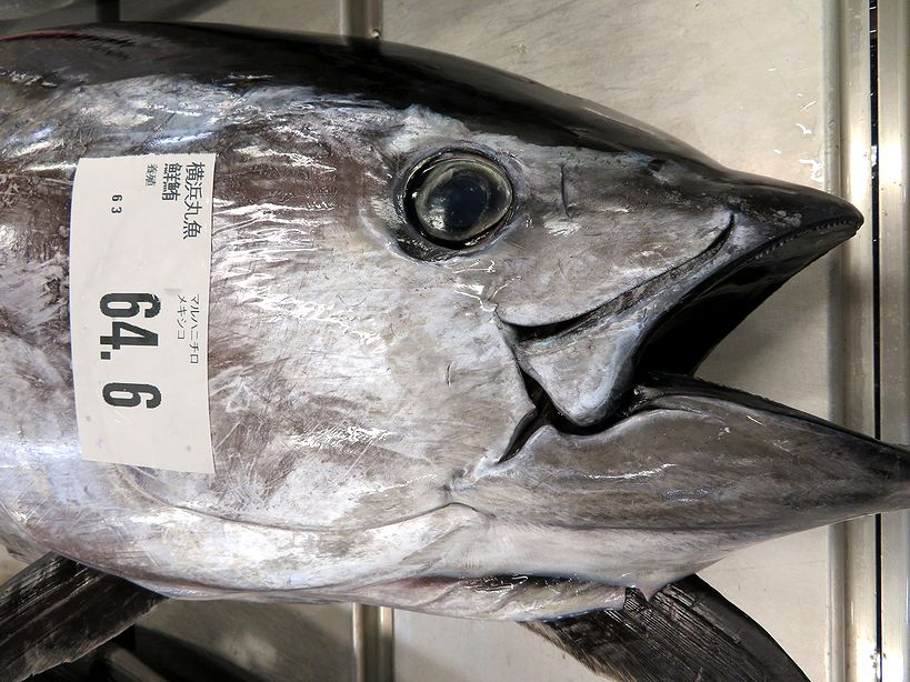 目は口ほどに物を言う。 横浜丸魚株式会社