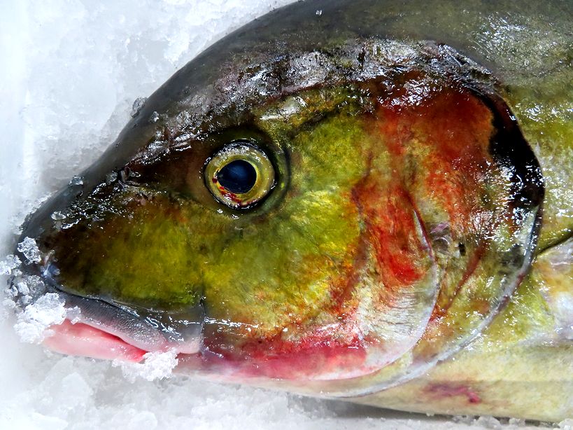 釣り人の憧れ オオカミ が来たぞ シマアジです 横浜丸魚株式会社