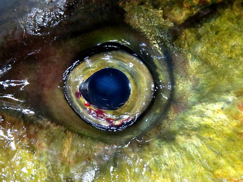 釣り人の憧れ オオカミ が来たぞ シマアジです 横浜丸魚株式会社