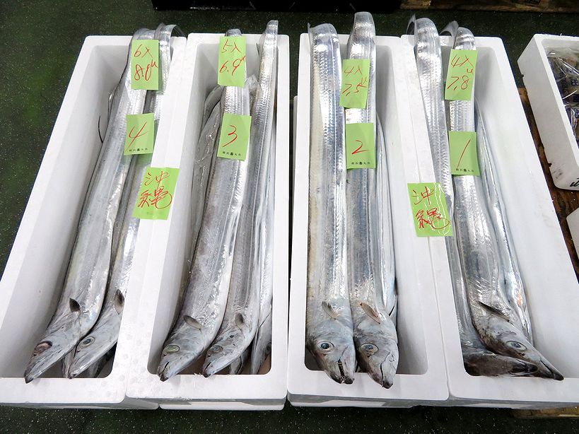ハイサイ 私の名前はオキナワオオタチです 横浜丸魚株式会社