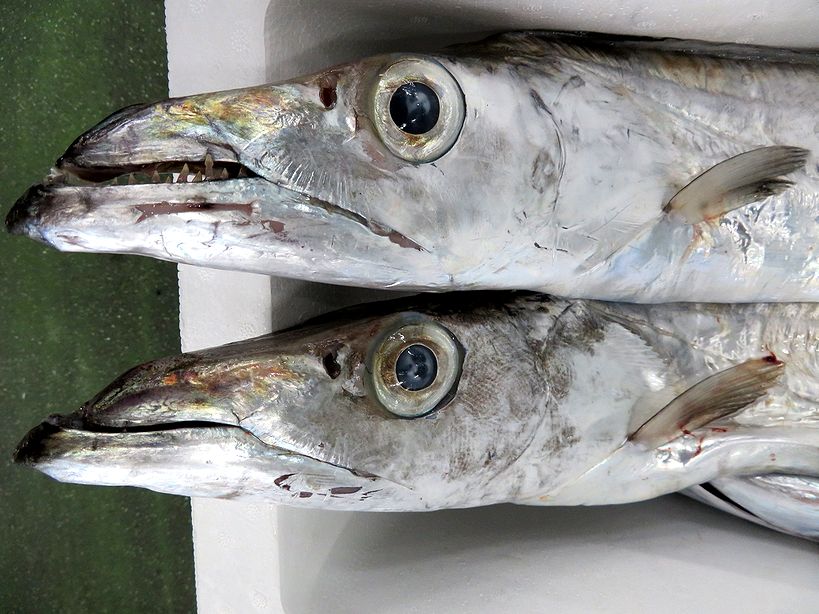 ハイサイ 私の名前はオキナワオオタチです 横浜丸魚株式会社
