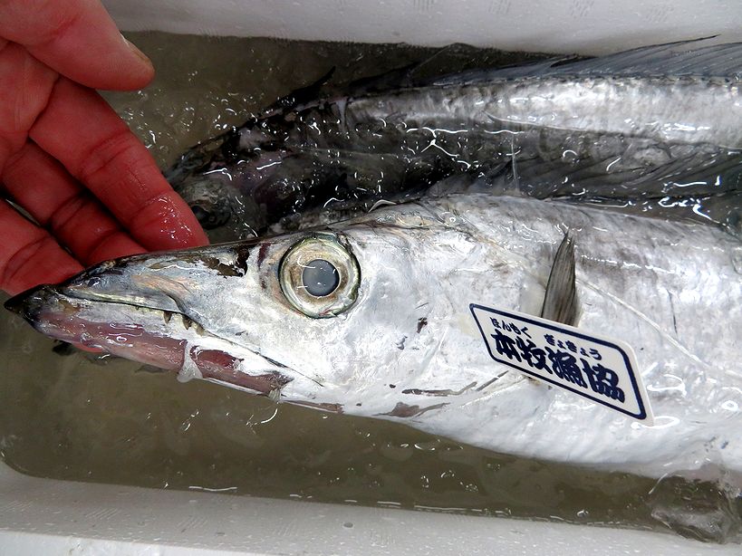 ハイサイ 私の名前はオキナワオオタチです 横浜丸魚株式会社
