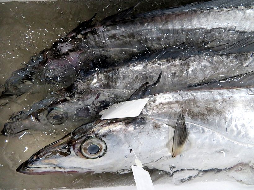 ハイサイ 私の名前はオキナワオオタチです 横浜丸魚株式会社