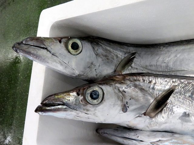 ハイサイ 私の名前はオキナワオオタチです 横浜丸魚株式会社
