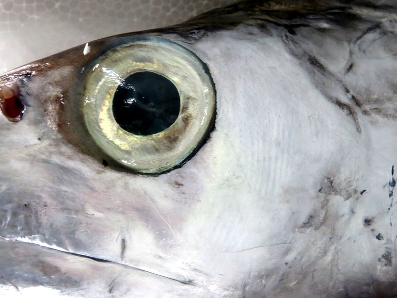 ハイサイ 私の名前はオキナワオオタチです 横浜丸魚株式会社