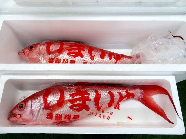 いまいゆ 新鮮な魚が入っていますよ 横浜丸魚株式会社