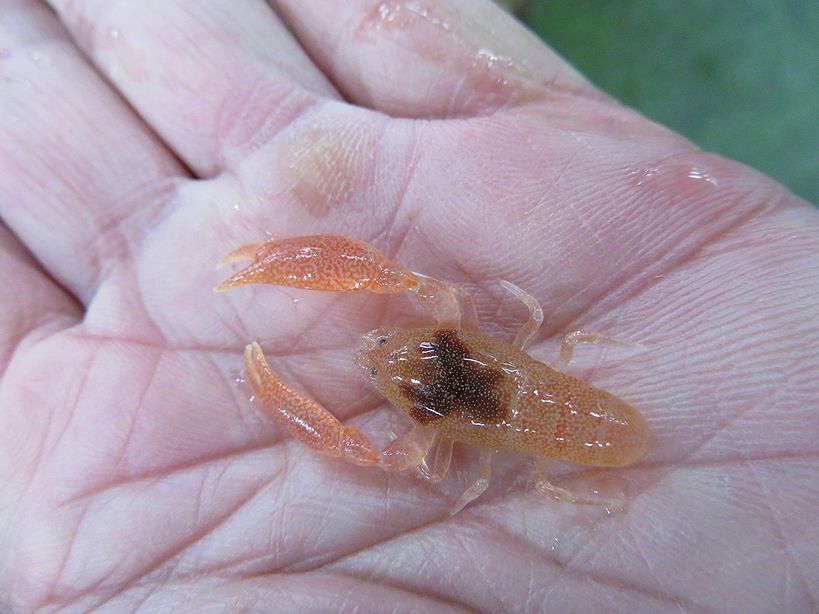 タイラギには高い確率で棲んでますよ カクレエビ 横浜丸魚株式会社