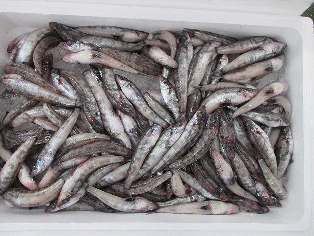 完売御礼 旬のメヒカリはふっくら美味しい 今度はギンダイか 横浜丸魚株式会社