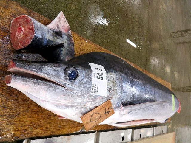 房総沖よりコンスタントにマカジキが入荷してます 横浜丸魚株式会社