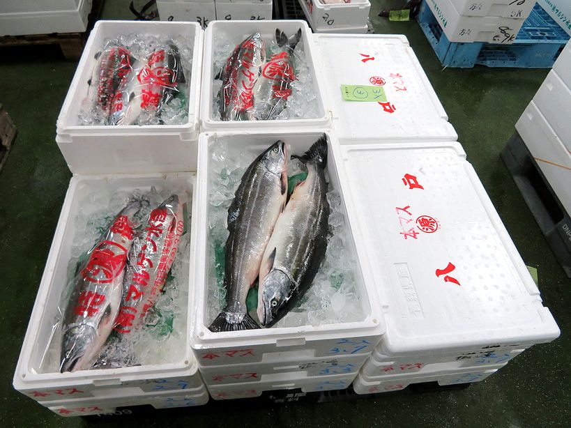 桜鱒 もっと皆さんに知って欲しいサカナです 横浜丸魚株式会社 桜鱒 もっと皆さんに知って欲しいサカナです 横浜丸魚株式会社