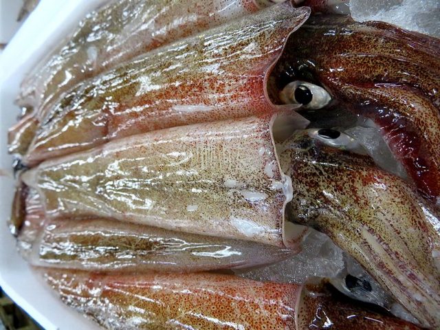 ヤリイカが大きく成長してます 横浜丸魚株式会社 ヤリイカが大きく成長してます 横浜丸魚株式会社