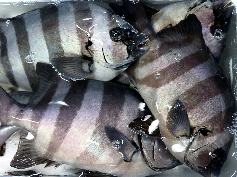 相模湾ではイシダイの放流がされているそうです 横浜丸魚株式会社