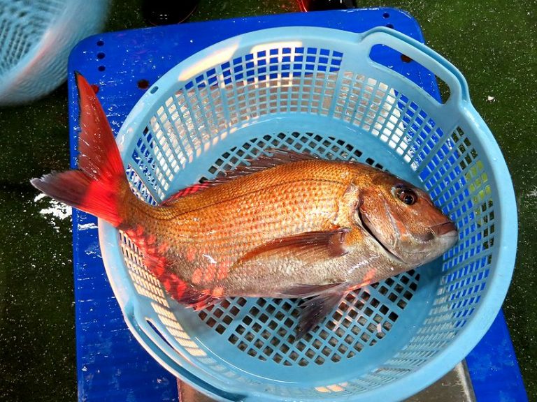 汐子は小さくてもカンパチ。 | 横浜丸魚株式会社