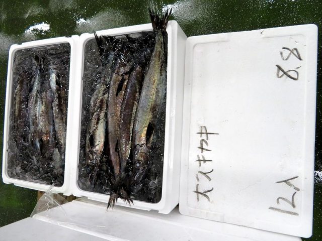 黒鴟尾梭子魚 なんて読むか分かりますか 横浜丸魚株式会社