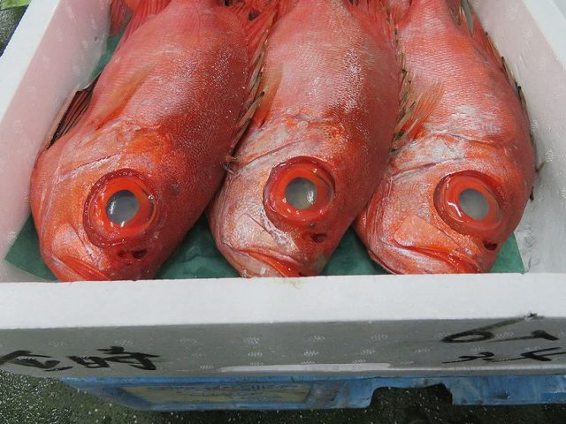 チカメキントキダイの赤色に魔力がある 横浜丸魚株式会社