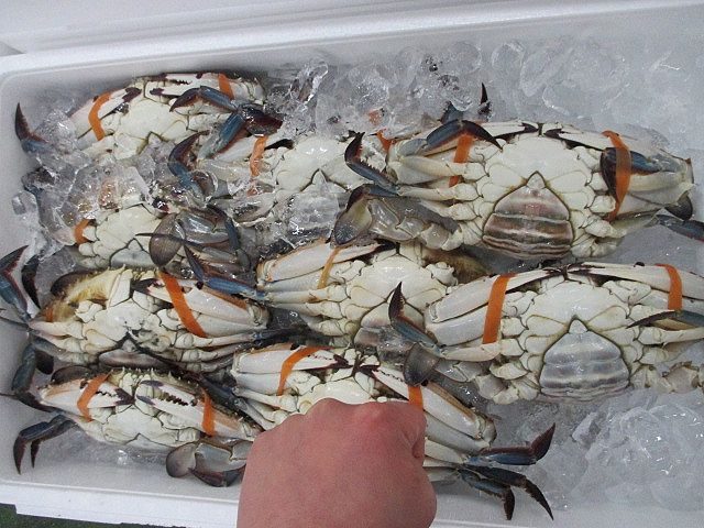 ワタリの時期が到来 旬のワタリガニが入荷 横浜丸魚株式会社