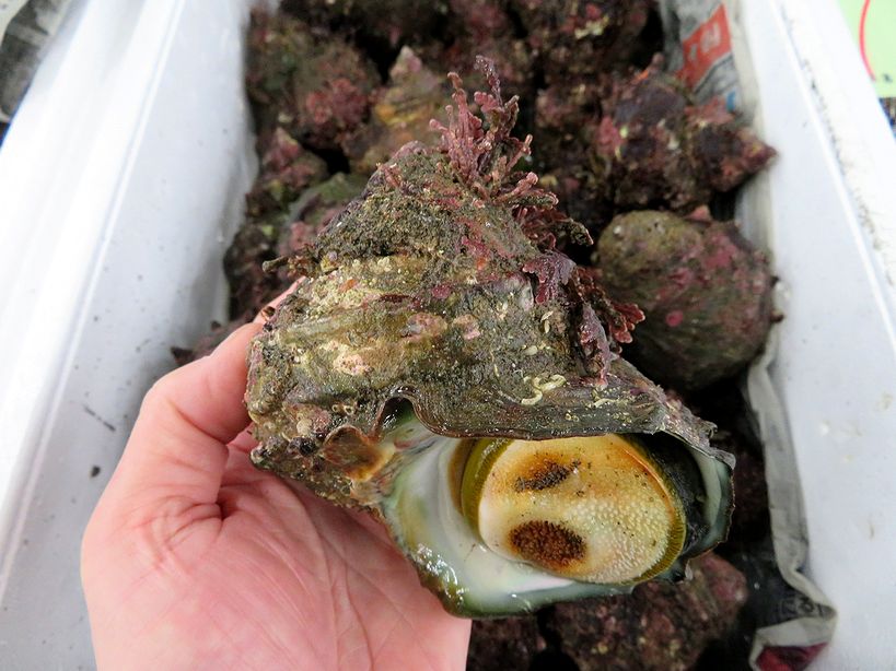 大食漢のサザエの養殖は難しい 横浜丸魚株式会社