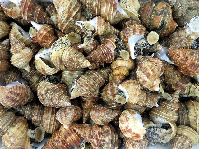 qで灯台ツブのつぶ焼き食べてみたい 横浜丸魚株式会社 qで灯台ツブのつぶ焼き食べてみたい 横浜丸魚株式会社