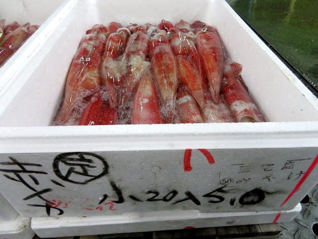 見た目は違っても同じケンサキイカ 横浜丸魚株式会社
