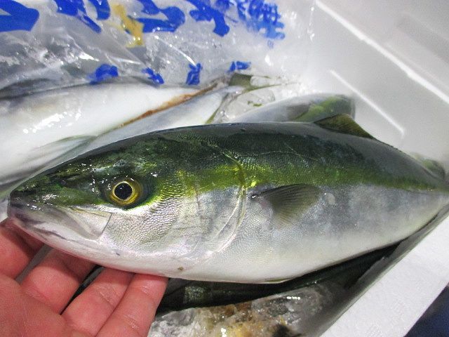 瓜二つ ハマチとイナダは何が違うのか 横浜丸魚株式会社