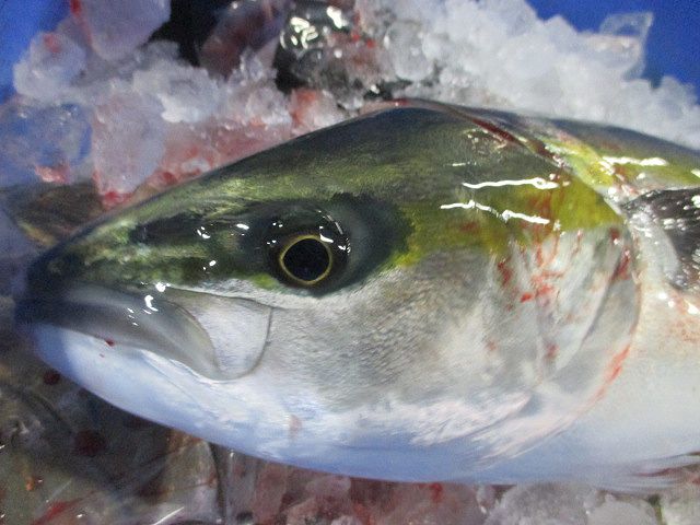 瓜二つ ハマチとイナダは何が違うのか 横浜丸魚株式会社