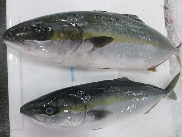 瓜二つ ハマチとイナダは何が違うのか 横浜丸魚株式会社