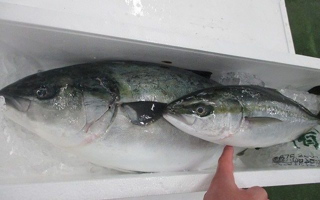 瓜二つ ハマチとイナダは何が違うのか 横浜丸魚株式会社