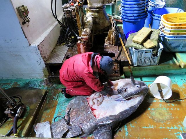 マンボウ捕獲 どうやって捌くの 川長三晃丸 横浜丸魚株式会社