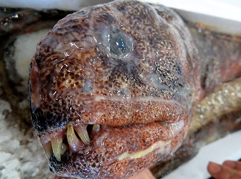 オオカミウオって食べるんだ!? | 横浜丸魚株式会社