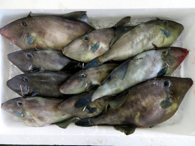 ウマズラハギ 接触事故発生中 横浜丸魚株式会社
