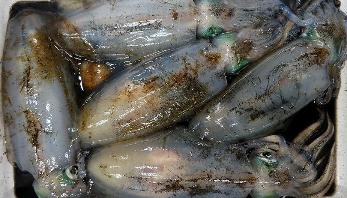 アオリイカはオス メスどちらが美味しいの 横浜丸魚株式会社