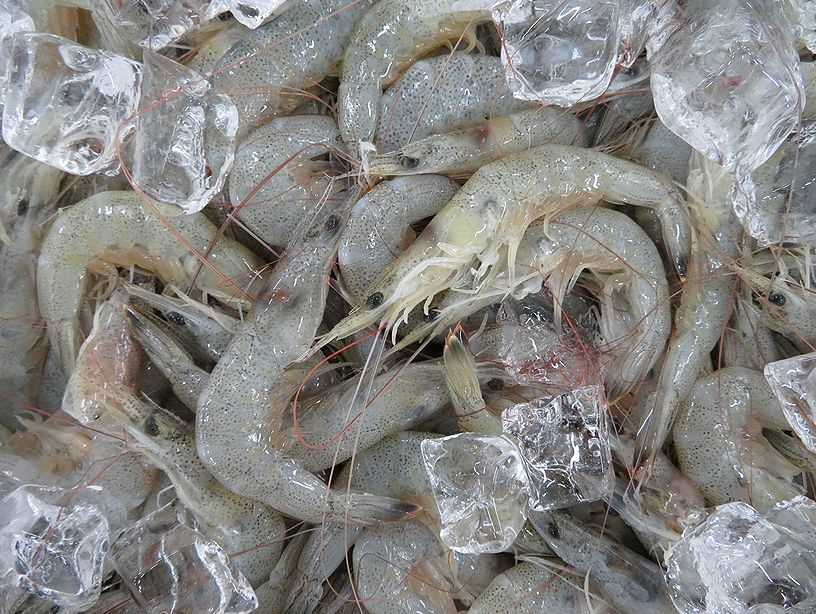 今 江戸前は難しいかな芝エビ 横浜丸魚株式会社