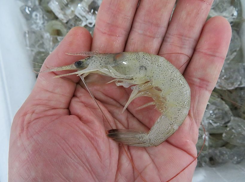 今 江戸前は難しいかな芝エビ 横浜丸魚株式会社